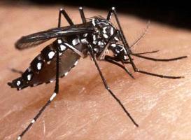 Aedes Mosquito
